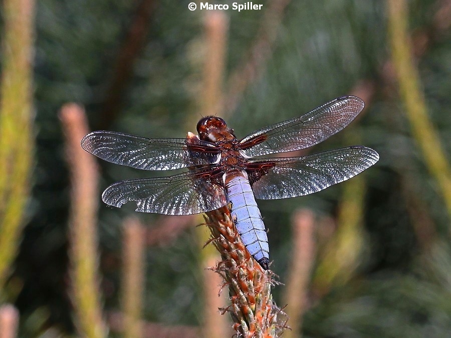 Libellula depressa